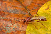 Male Bullet ant (Paraponera clavata) on leaf,  La Selva Biological Station, Costa Rica.