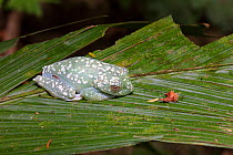 Red-webbed treefrog (Hypsiboas rufitelus) resting on leaf, La Selva Biological Station, Costa Rica.