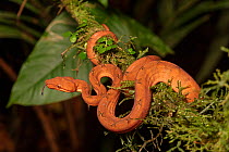 Northern annulated tree boa (Corallus annulatus) wrapped around branch, flicking tongue, La Selva Biological Station, Costa Rica.