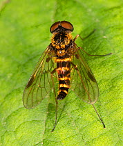 Banded snipefly (Chrysopilus fasciatus) on leaf, Montgomery County, Pennsylvania, USA. June.