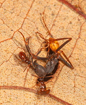 Rove beetles (Tetradonia sp.) dragging callow Army ant (Eciton burchellii) from emigration column, La Selva Biological Station, Costa Rica.