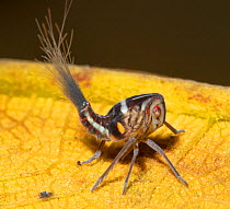 Planthopper (Fulgoromorpha sp.) nymph on leaf, La Selva Biological Station, Costa Rica.