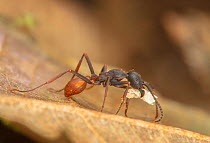 Army ant (Eciton burchellii) returning to bivouac with Hymenoptera pupa, La Selva Biological Station, Costa Rica.