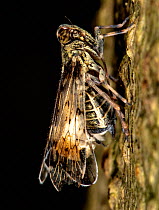 Parasitic moth caterpillar (Epipyrops exigua) parasitizing a planthopper (Melanoliarus sp.), Montgomery County, Pennsylvania, USA. July.