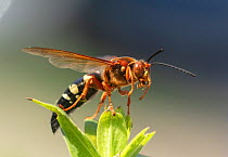 Cicada killer wasp (Sphecius speciosus) perched, Philadelphia, Pennsylvania, USA. July.