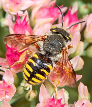 Oblong wool carder bee (Anthidium oblongatum) feeding on flowers, Philadelphia, Pennsylvania, USA. September.