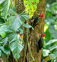 Pair of Pale-billed woodpeckers (Campephilus guatemalensis) on climbing vine covered tree, La Selva Biological Station, Costa Rica.