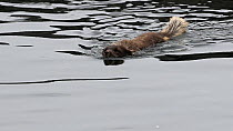 Arctic fox (Vulpes lagopus) entering water to swim across river, Hornvik, Hornstrandir Nature reserve, Iceland, July.