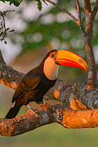 Toco toucan (Ramphastos toco) on a tree at dawn, Pantanal, Brazil.