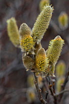 Woolly Willow (Salix lanata) male catkin flowers in spring, Iceland. May.