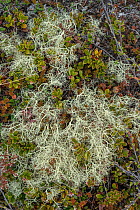 Lichen among Bearberry (Arctostaphylos uva-ursi) in spring, Iceland. May 2021.