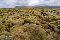 Woolly Fringe Moss (Racomitrium lanuginosum) covering the Eldraun Lava Field. Southern coast of Iceland,