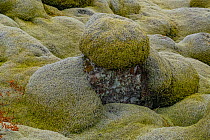 Woolly Fringe Moss (Racomitrium lanuginosum) covering the Eldraun Lava Field. Southern coast of Iceland,