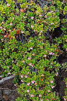Bearberry (Arctostaphylos uva-ursi) flowering on lava during spring, Iceland, June.