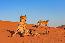Cheetahs (Acinonyx jubatus) on alert, Private reserve, Namibia, Africa. Captive.