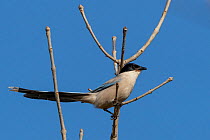 Azure-winged magpie (Cyanopica cyanus) perched on a branch,  Sanmenxia,Henan province,China.