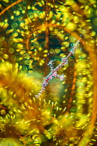 Ornate ghost pipefish (Solenostomus paradoxus), juvenile, hides within a crinoid, Dauin Marine Protected Area, Dumaguete, Negros, Philippines.  Wildlife Photographer of the Year 2021 competititon cat...
