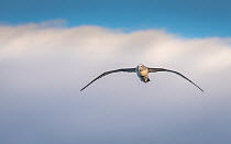 White-capped albatross (Thalassarche steadi) flying, illuminated by a sunset, Foveaux Strait, Stewart Island, New Zealand.