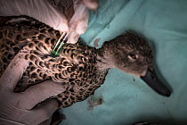 Female Chestnut teal (Anas castanea) being euthanised by a veterinarian in a mobile triage centre set up, a few hours after the opening hours of duck hunting season, Kerang Wetlands, Victoria, Austral...
