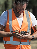 Animal welfare advocate and wildlife rescuer David Nightingale rescuing a female Chestnut teal (Anas castanea) that has been shot at the opening of Victoria's duck hunting season, Kerang wetlands, Ker...