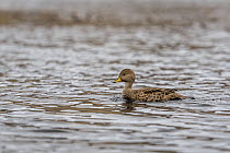 Yellow-billed pintail (Anas georgica) on water, South Georgia and the South Sandwich Islands, British overseas territory. Cropped.