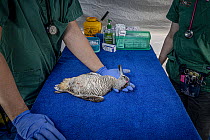 Pink-eared duck (Malacorhynchus membranaceus) lies dead, head cradled by a veterinarian, on a mobile veterinarian table, a few hours after it was shot during the opening hours of duck hunting season,...
