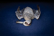 Portrait of a Pink-eared duck (Malacorhynchus membranaceus) dead on a mobile veterinarian table, a few hours after it was shot during the opening hours of duck hunting season, Lake Cullen, Kerang, Vic...