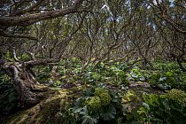 Forest undergrowth including trees and megaherbs, Enderby Island, Auckland Islands archipelago, New Zealand.