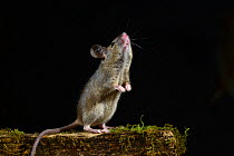 Adult House mouse (Mus musculus) standing on hind legs sniffing the air, Dorset, UK, August. Captive.