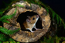 Wood mouse (Apodemus sylvaticus) sniffing in hollow log, Dorset, UK, January. Captive.