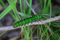 Small emperor moth (Saturnia pavonia) caterpillar, Dorset, UK, July.