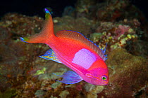 A male Square-spot fairy basslet (Pseudanthias pleurotaenia) in a coral reef, Fiji.