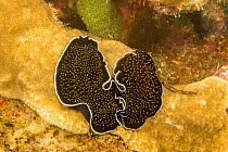 A pair of marine flatworms (Thysanzoon nigropapilosus) on coral, Yap, Micronesia.