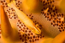 Seastar shimp (Periclimenes soror) on a Crown-of-thorns starfish (Acanthaster planci), Yap, Micronesia.