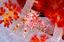 Oates&#39;s soft coral crab (Hoplophrys oatesii), with spines mimicing the polyps of the alcyonarian coral on which it lives, Raja Ampat, Indonesia.