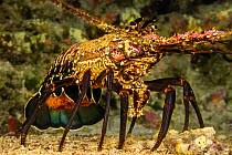 Female Banded spiny lobster (Panulirus marginatus), an endemic species, carrying a tail full of eggs, Hawaii.