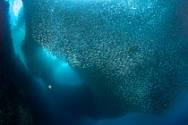 A massive school of millions of sardines (Sardina pilchardus), Moalboal, Cebu, Central Visayas, Philippines.