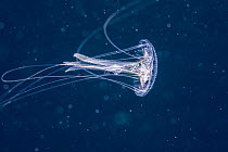 A luminescent purple-striped jellyfish (Pelagia noctiluca) filling the water column, the Philippines.
