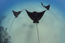 Spotted eagle rays (Aetobatus narinari) swimming, Hawaii, USA.