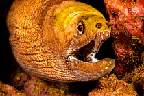 A close-up of the mouth of a Yellowhead moray eel (Gymnothorax fimbriatus) Hawaii, USA.