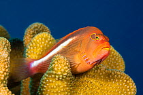 The Arc-eye hawkfish (Paracirrhites arcatus) swimming between corals, Hawaii, USA.