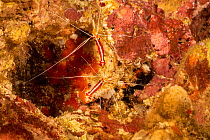 A close-up of a Pacific cleaner shrimp (Lysmata amboinensis), Hawaii, USA.