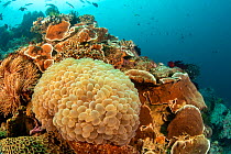 Bubble coral (Plerogyra sinuosa) on acoral reef, the Philippines.