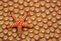 An Elegant starfish (Fromia elegans) on hard coral, Fiji.