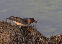 Cliff swallow (Petrochelidon pyrrhonota) gathering dead grass to take back to its mud nest, North Park, Colorado, USA.