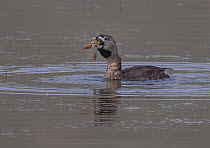 A Pied-billed grebe (Podilymbus podiceps) about to swallow a crayfish caught at the bottom of a lake, North Park, Colorado, USA.