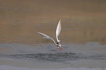Forster&#39;s tern (Sterna forsteri) risingfrom water after catching a small fish, North Park, Colorado, USA.