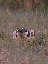 An American badger (Taxidea taxus) keeping its eye on a fly above its head, North Park, Colorado, USA.