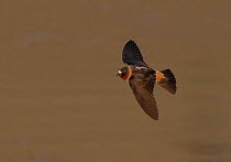 Cliff swallow (Petrochelidon pyrrhonota) flying low over a lake, reflecting the brown hues of the hillside,North Park, Colorado, USA.