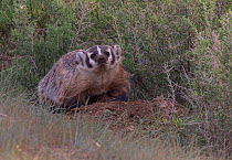 American badger (Taxidea taxus) on freshly dug burrow in a thicket of Spiny greasewood (Glossopetalon spinescens), North Park, Colorado, USA.